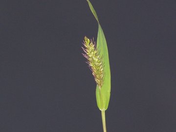 Gramigna con spiga appiccicosa - Setaria sp.